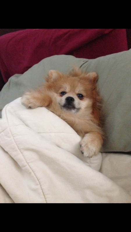 Entry image for Buddy. Clicking this image will show a larger photo