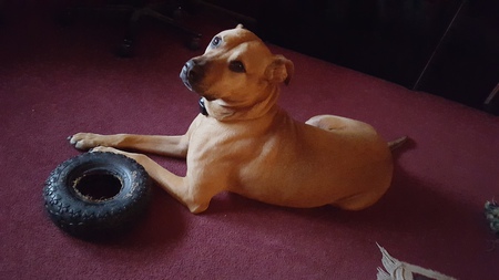 Entry image for Buddy. Clicking this image will show a larger photo