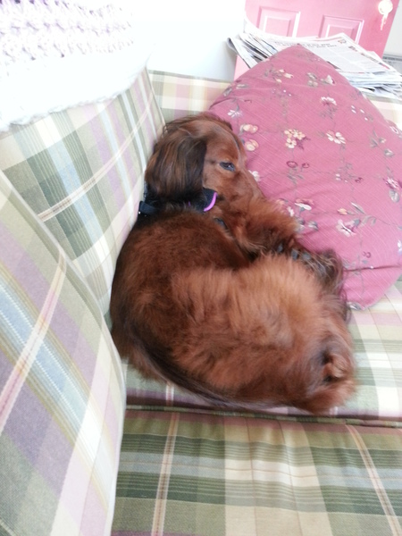 Entry image for Chocko. Clicking this image will show a larger photo