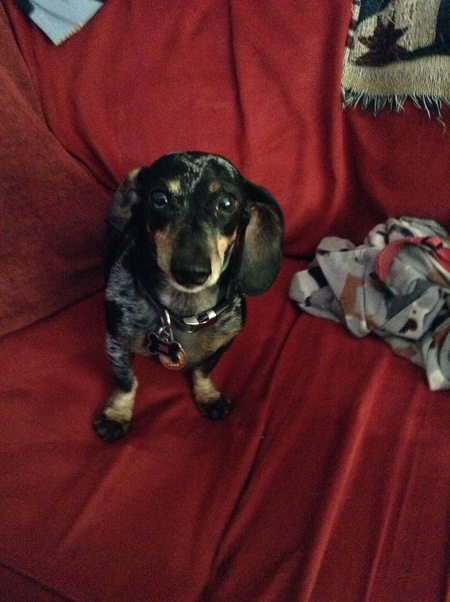 Entry image for Harley. Clicking this image will show a larger photo