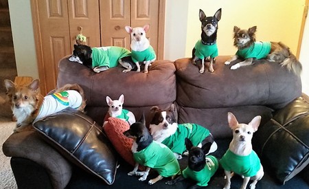 Entry image for Top Row: Petulah, Wee Man, Pookah & Petey  Bottom: Hershey, Presley, Petunia, Dudley, Prissy & Tank. Clicking this image will show a larger photo