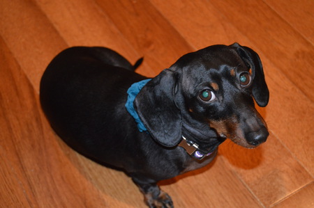 Entry image for Izzy. Clicking this image will show a larger photo