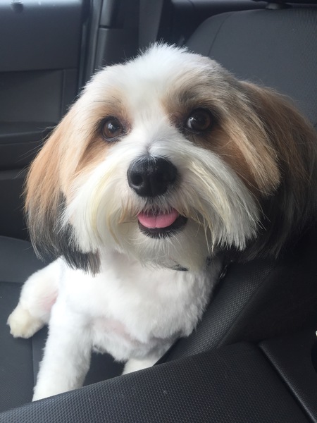 Entry image for Zoey. Clicking this image will show a larger photo