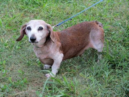 Entry image for Boscoe. Clicking this image will show a larger photo
