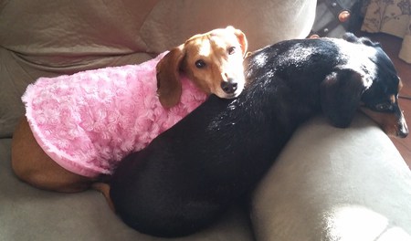 Entry image for Romeo and Sissy. Clicking this image will show a larger photo