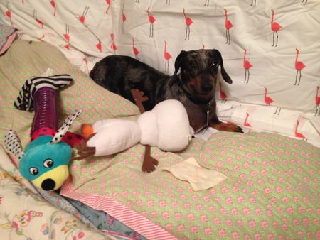 Entry image for Maggie Mae. Clicking this image will show a larger photo