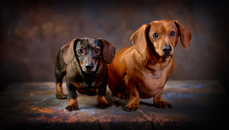 Entry image for Sammy & Lucky. Clicking this image will show a larger photo
