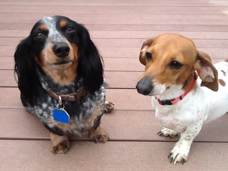 Entry image for Cali and Lola. Clicking this image will show a larger photo