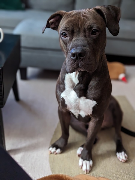 Cyrus
