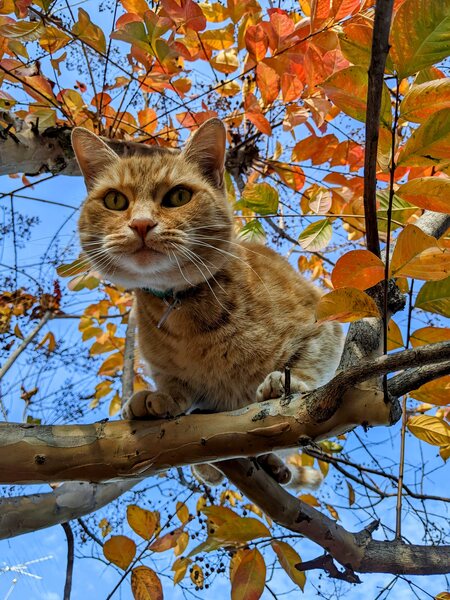 MEEKO