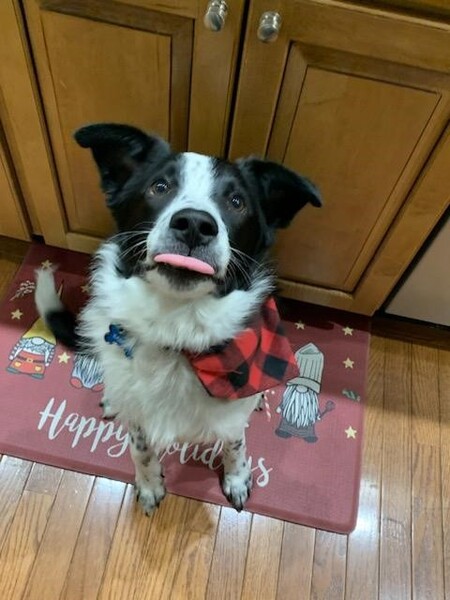 Bandit