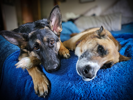 Frankie and Lucy