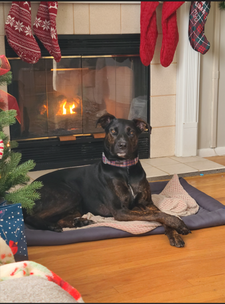 Entry image for Duke. Clicking this image will show a larger photo