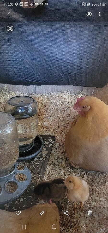 Entry image for Baby Chick. Clicking this image will show a larger photo