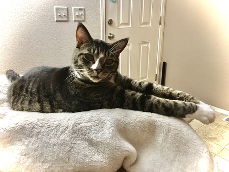 Brutus 