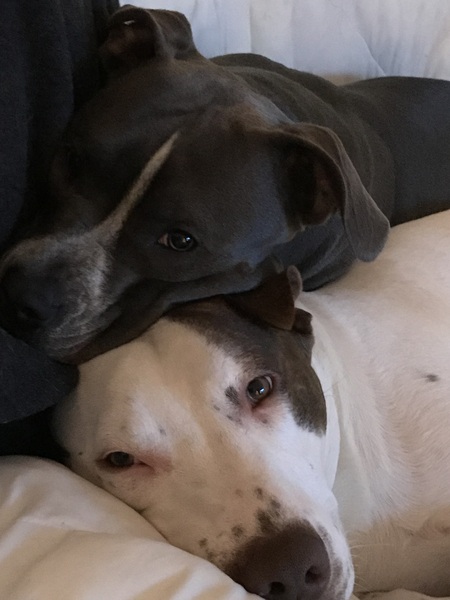 Chase & Zola