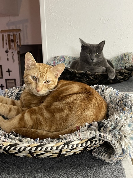 Kato and Hoop 