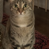 Entry image for Lilly