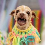 Entry image for Corndog