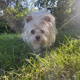 Entry image for Penny Lane 