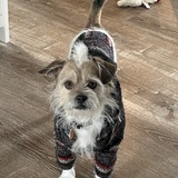 Entry image for Ringo