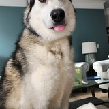 Entry image for Zeus