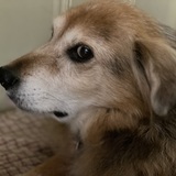 Entry image for Skippy