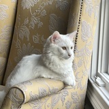 Entry image for Mew 