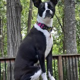 Entry image for Meeka