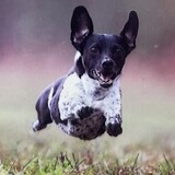Entry image for Austin