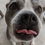 Entry image for Bunny-the-Dog