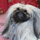 Entry image for Puffer