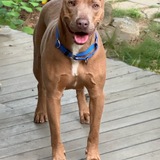 Entry image for Millie