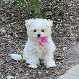 Entry image for Josie Lee