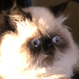 Entry image for Teddy Buttons