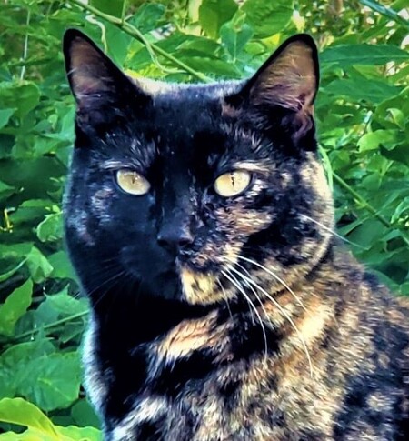 Entry image for GiGi. Clicking this image will show a larger photo