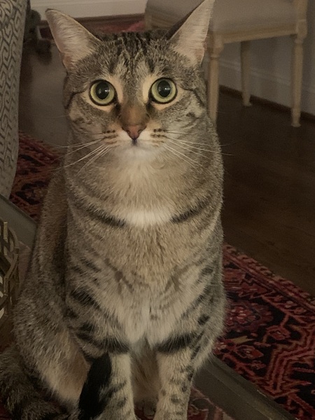 Entry image for Lilly. Clicking this image will show a larger photo