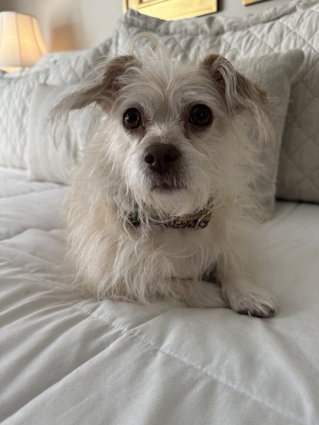 Entry image for Sadie. Clicking this image will show a larger photo