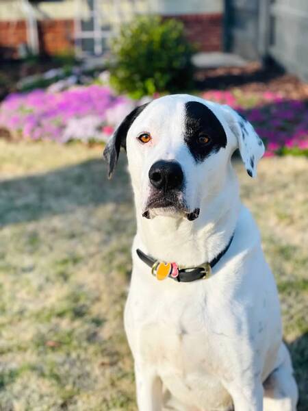Entry image for Gus. Clicking this image will show a larger photo