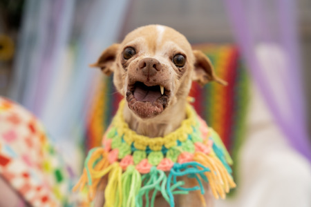 Entry image for Corndog. Clicking this image will show a larger photo