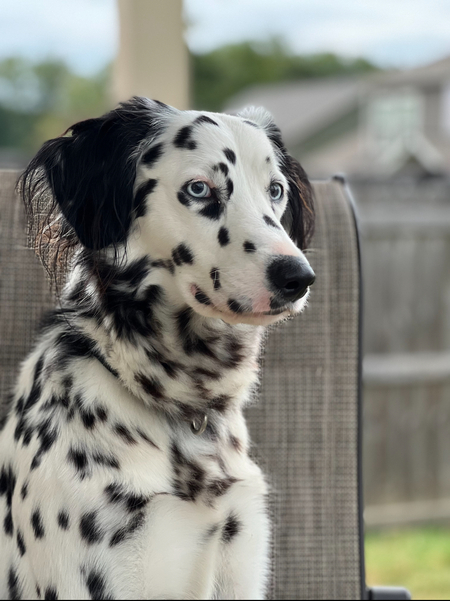 Entry image for Layla. Clicking this image will show a larger photo