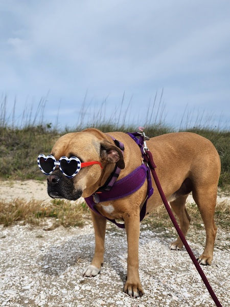 Entry image for Zoey. Clicking this image will show a larger photo