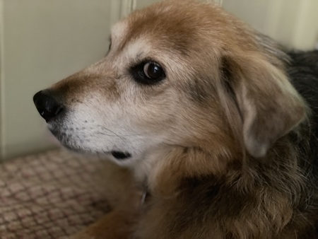 Entry image for Skippy. Clicking this image will show a larger photo