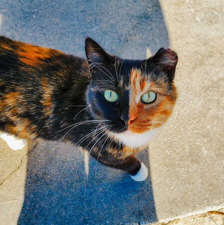 Entry image for Two Face. Clicking this image will show a larger photo