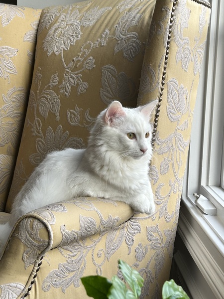Entry image for Mew . Clicking this image will show a larger photo