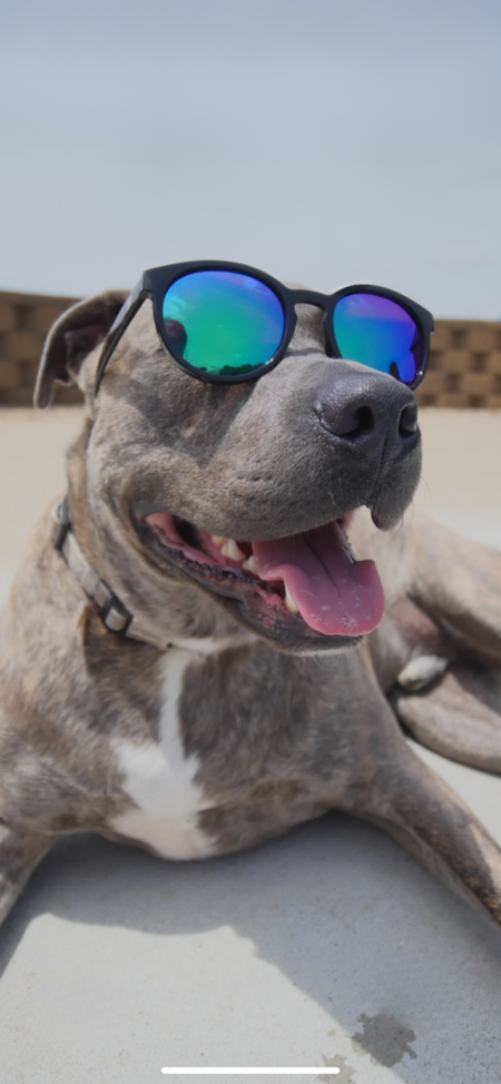 Entry image for Maverick . Clicking this image will show a larger photo