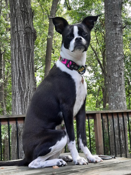 Entry image for Meeka. Clicking this image will show a larger photo