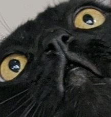 Entry image for Benji. Clicking this image will show a larger photo