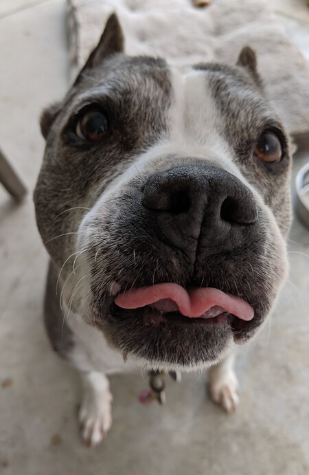 Entry image for Bunny-the-Dog. Clicking this image will show a larger photo