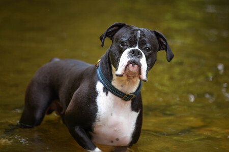 Entry image for Axel. Clicking this image will show a larger photo
